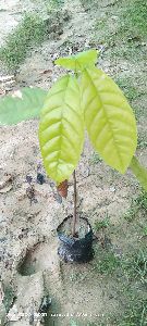 Cocoa Plant