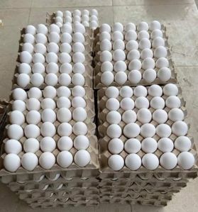 Fresh Table Eggs