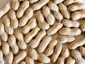 Groundnut