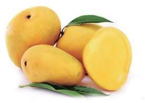 Fresh Badami Mango