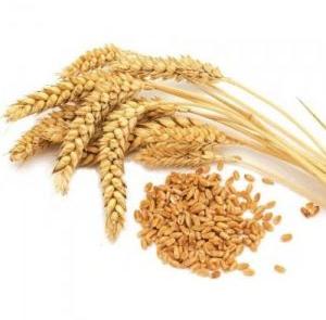 High Quality Wheat Seeds