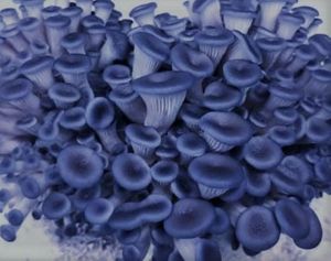 Blue Oyster mushrooms