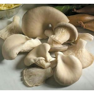 Sajor Caju Oyster Mushrooms