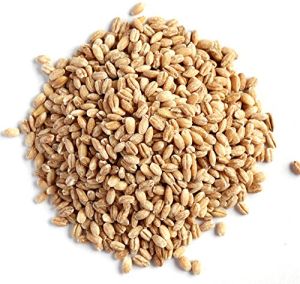 Barley Seeds