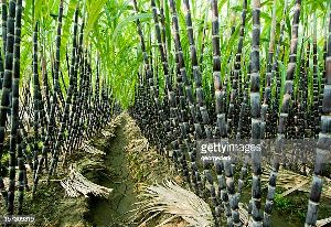 Sugarcane