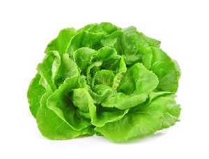 butterhead lettuce