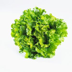 Green curly Lettuce