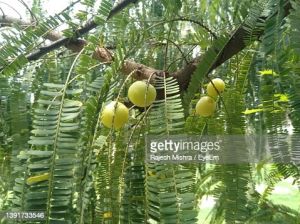 Pure Amla Juice