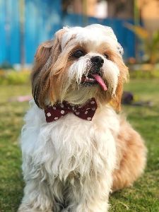 BFF Polka Dot Bow Pet Collar