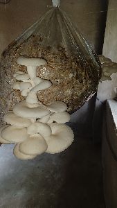 fresh oyester mushroom