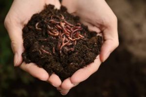 Vermicompost Fertilizer