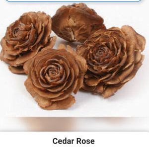 cedar roses