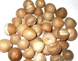 areca nut