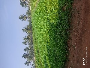 Coriander Leaves