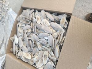 cuttlefish bone 3 to 5 inch