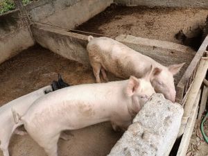 Boar, Gilts and sows