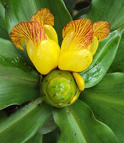 insulin plant leaf