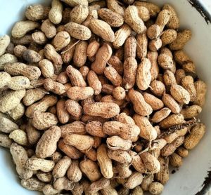 Shelled Peanuts