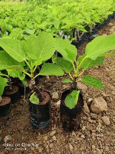 Fig Plant