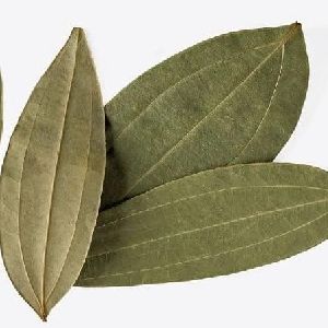 Tej patta/Bay Leaf