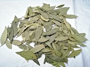 Bay Leaf