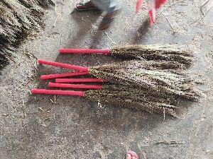 Broom Grass