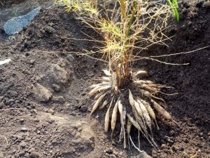 SHATAVARI ROOTS ( YELLOW )