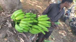 Fresh Green Banana