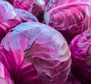 Fresh Purple Cabbage