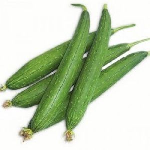 Fresh Sponge Gourd