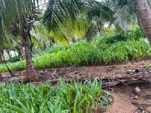 Orange Dwarf Coconut 2.5 years yield