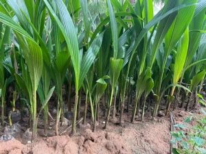 Green Dwarf Coconut Plant