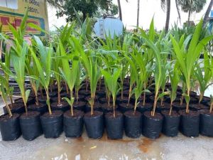 Natural Coconut Plant