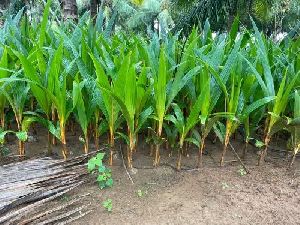 Orange Dwarf Coconut Plant