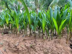 Outdoor Coconut Plant