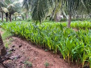 Tall Coconut Plant