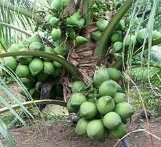 Fresh Green Coconut