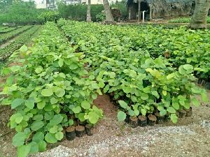 Red Sandalwood Plants