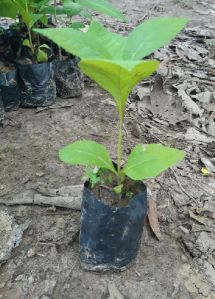 Teak Plant