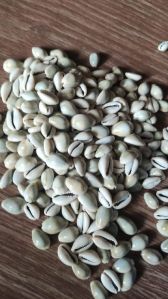 cowrie seashell 10-12 tons medium size 170rs per kg