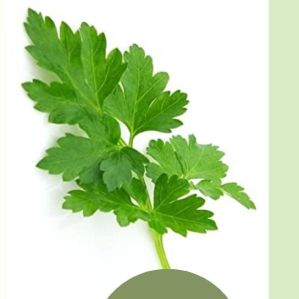 Classy Parsley Vegetable