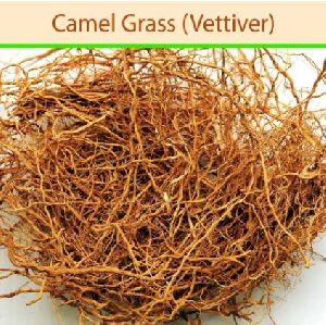 camel grass vettiver