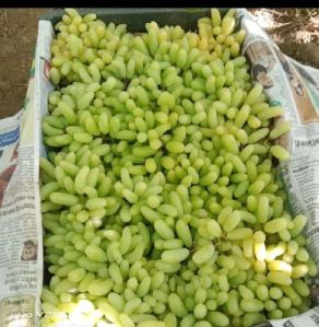 Solapur grapes