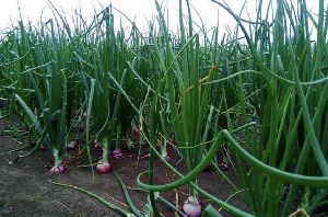 onion farming