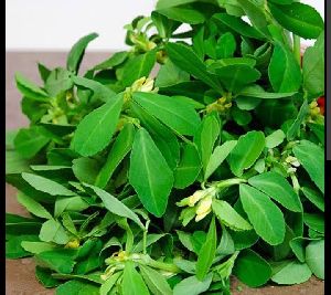 Methi leaves