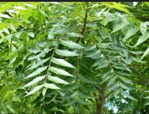 Neem Leaves