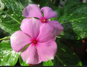 Vinca Rosea Leaves