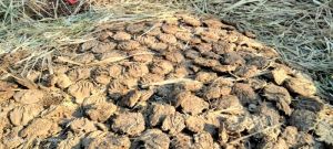 Cow Dung Cake