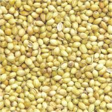 Scooter Coriander Seeds