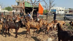 Sirohi Goats